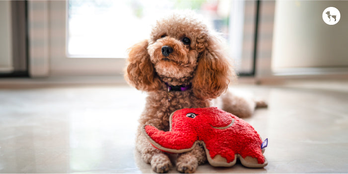 Dog Toys For New Pet Parents