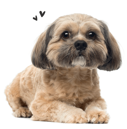 Shih Tzu Essentials: Treats, Food, Chews, Bowls & Toys for Shih Tzu – Heads  Up For Tails