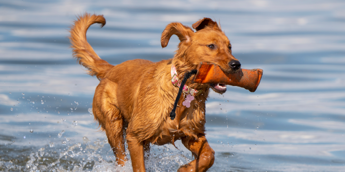 A Golden Retriever fetching something from water