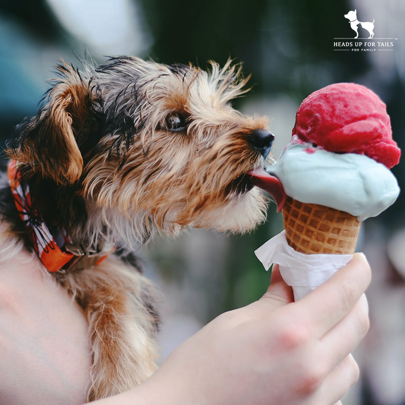 Dog eating ice cream