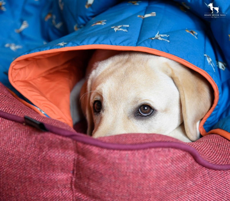 white Dog wrapped in blanket