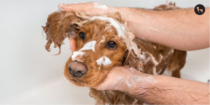 Winter Grooming Dog Bath