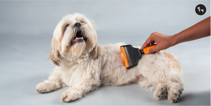 Dog Grooming & Brushing