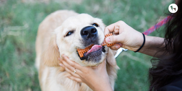 Dog Treats