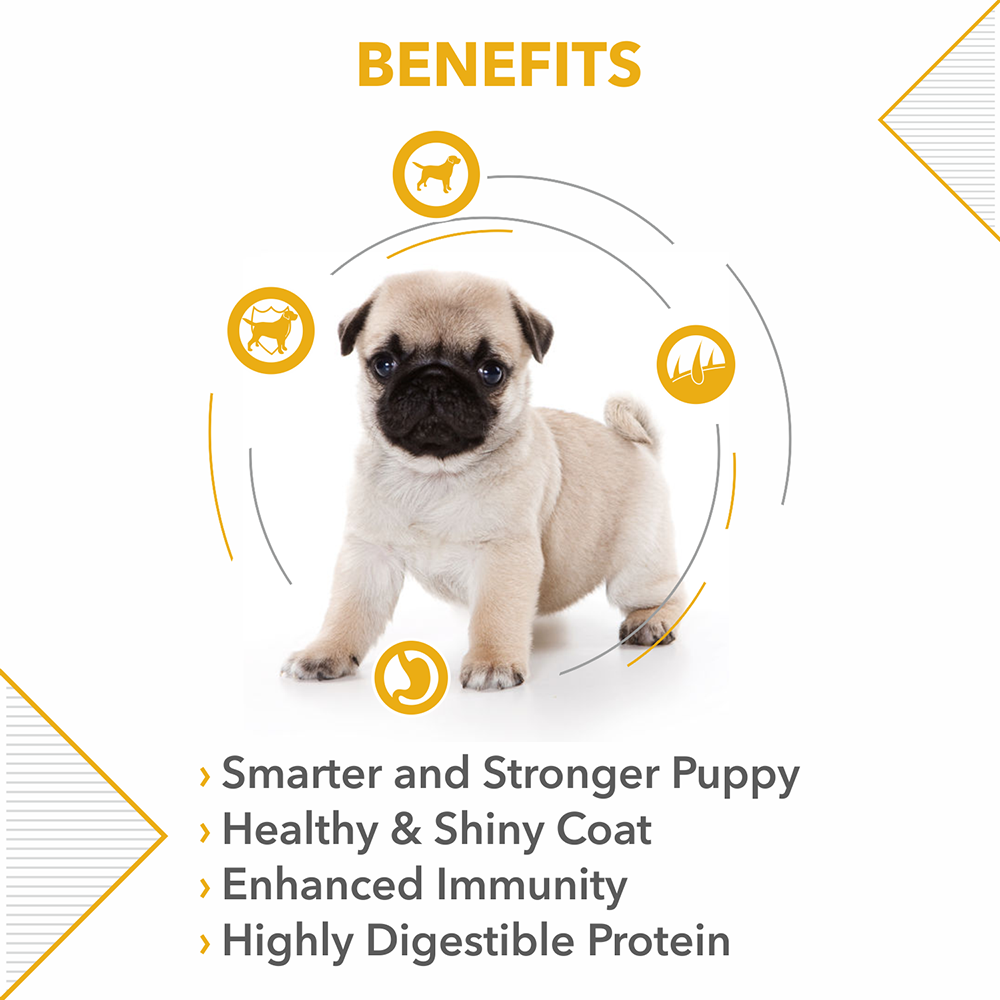 are pugs strong