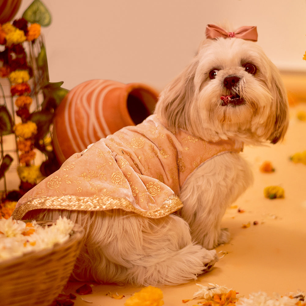 HUFT Personalised Glam Up Dog Lehenga - Only For Small Breeds – Heads Up  For Tails