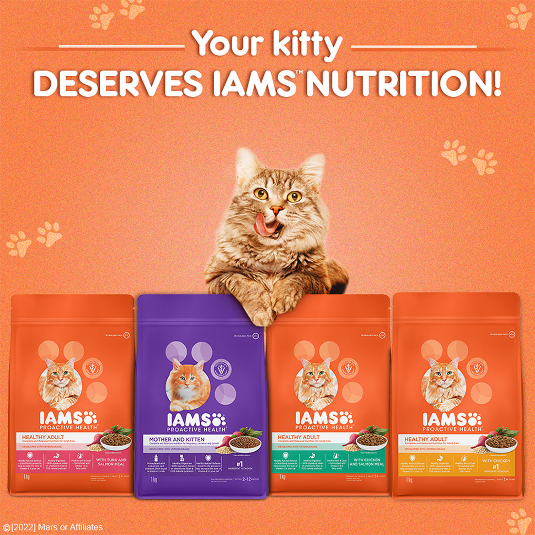 iams proactive health healthy kitten