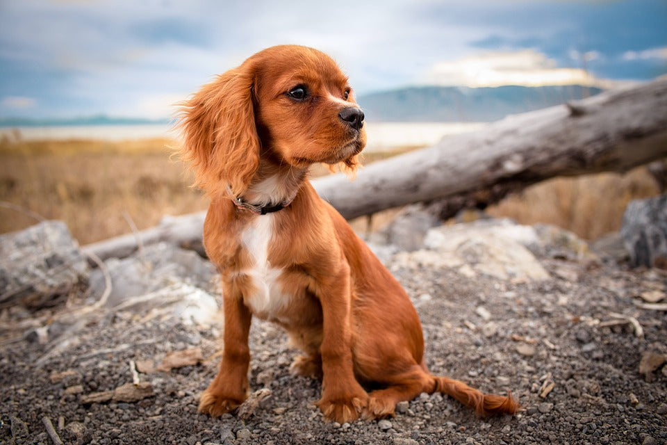 Hellere græs fremsætte Top 100 hundenavne til din hunhund – Designerdyr