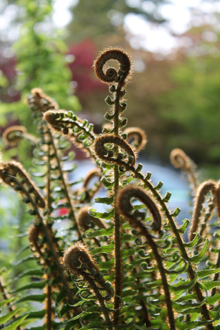 Native ferns