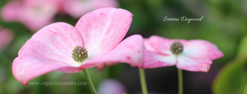 Satomi Pink Flowering Dogwood -Cornus kousa ‘Satomi’)