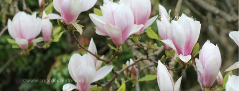 Saucer Magnolia - Magnolia × soulangeana