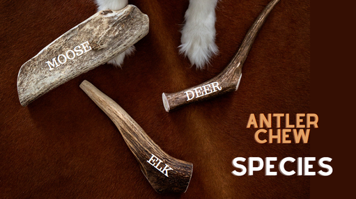 Antler Chews For Dogs