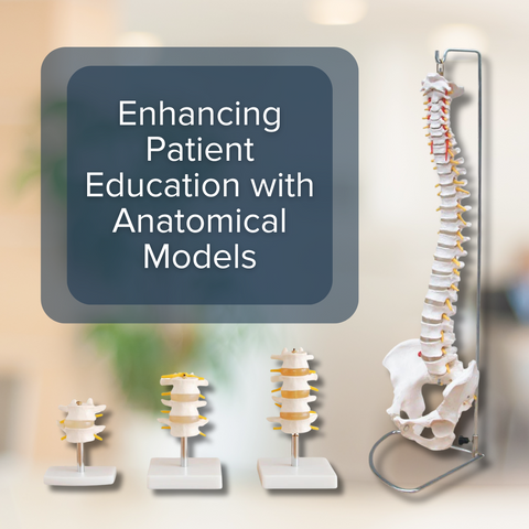 Enhancing Patient Education with Anatomical Models