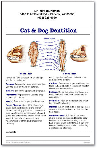 Cat & Dog Dentition Education Sheets – Smart Practice Australia