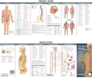 Anatomical Poster Chart- The Spinal Nerves & the Autonomic Nervous Sys