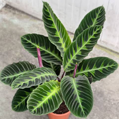 Calathea cebra warscewiczii – NODO VERDE