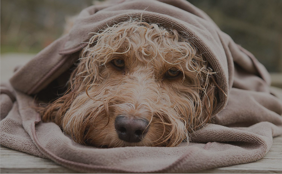 why do dogs roll in wet towels