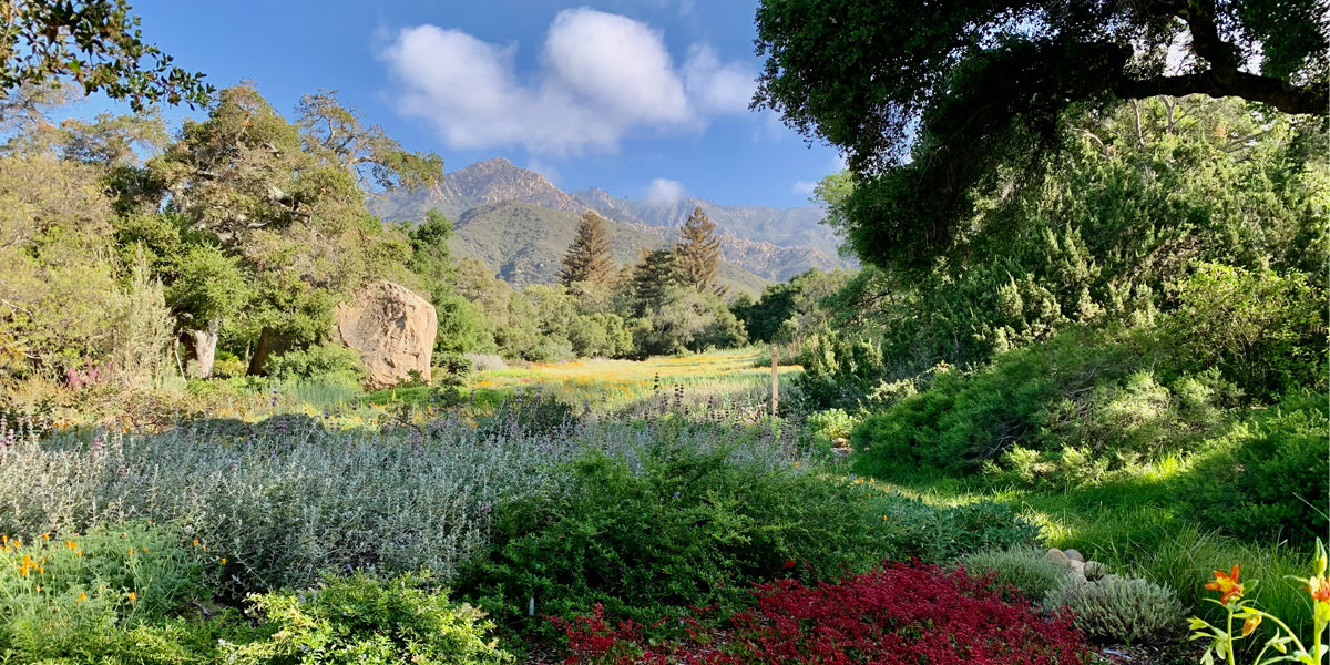 Santa Barbara Botanical Garden