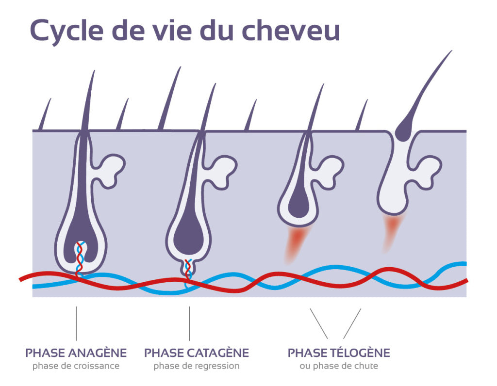 Cycle de vie du cheveu, schéma différentes phases cycle cheveu