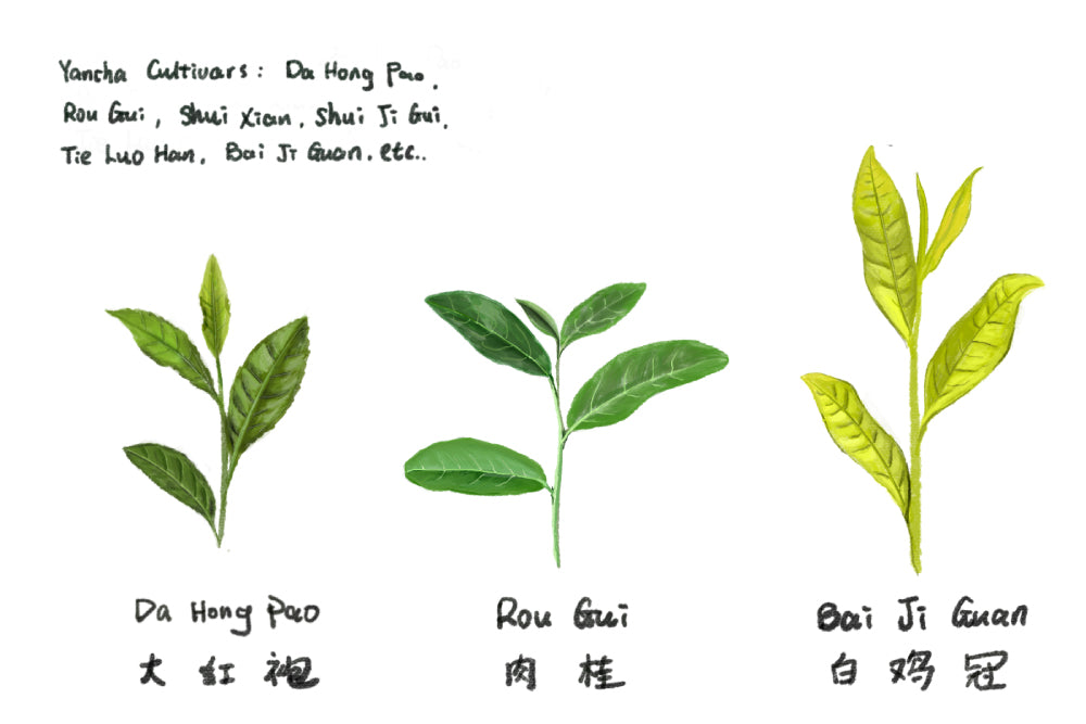 Journey to the wonderful world of Wuyi Yancha Tea blog TEEWALD