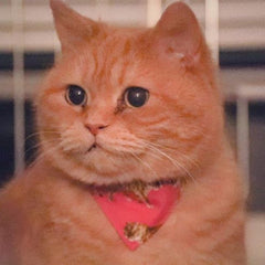 BSテレ東・猫がいない人生なんて 2019年2月22日放送。つるの剛士さんのチャコ様に着用いただきました
