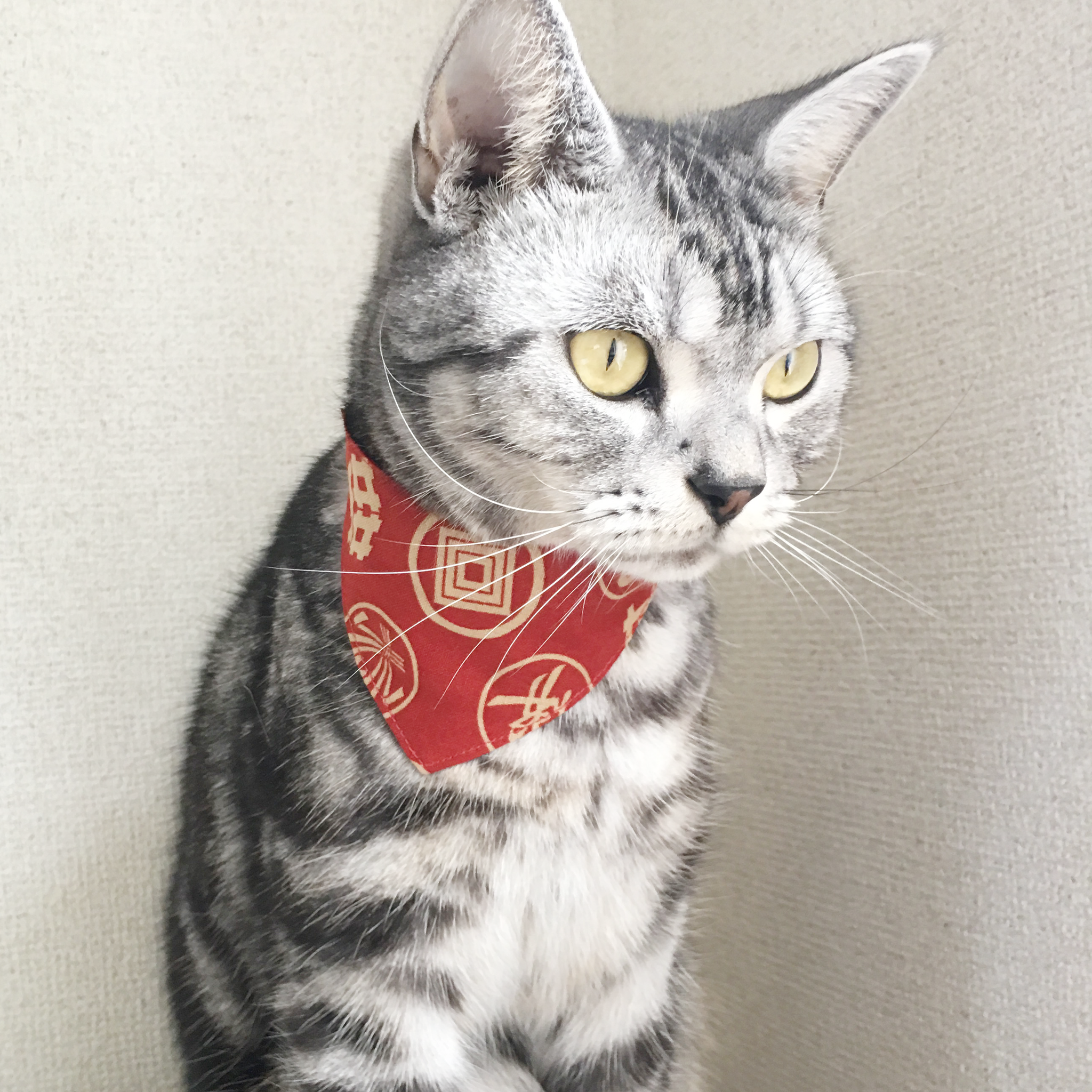 家紋柄レッド 猫用バンダナ風首輪 選べるアジャスター ネコソダテ 日本で唯一のまじめな首輪 専門店