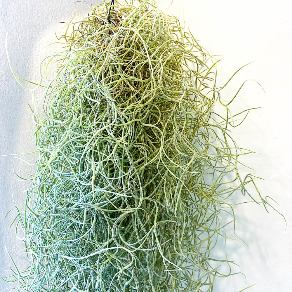 Tillandsia Usneoides Spanish Moss Bristol House Plant Shop And Delivery Twig Plants 0108