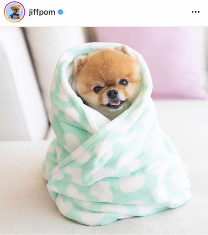 Jiff Pom Instagram Post