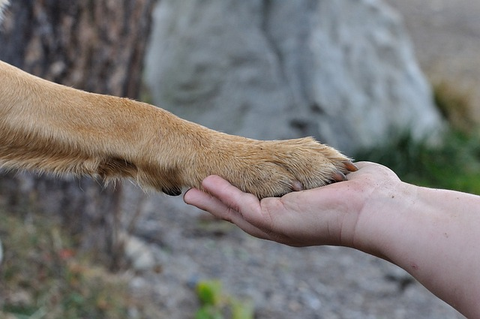 paw, pet, hand
