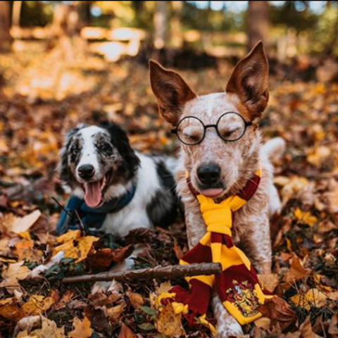 10 Unique Halloween Costume Ideas for Your Pup