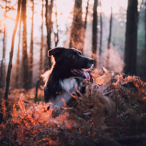 Dog Fall Photoshoot