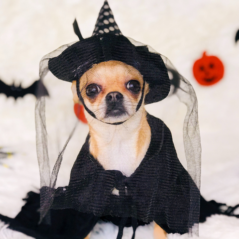Dog in a witch costume