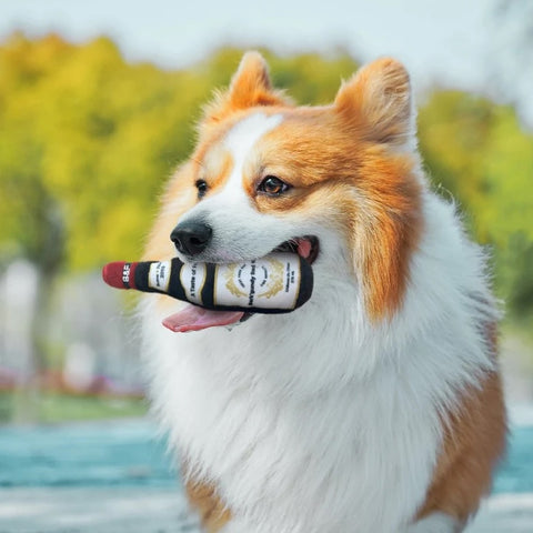 corgi with plush toy, importance of plush toys in dental health of dogs