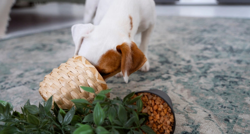 Dog sniffing around, possibly playing hide and seek or looking for treats