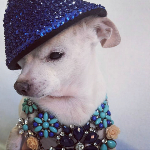 Pet Outfit Of The Week: The Gucci Dog Baseball Cap