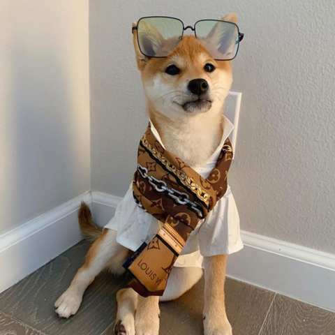 louis vuitton shiba inu