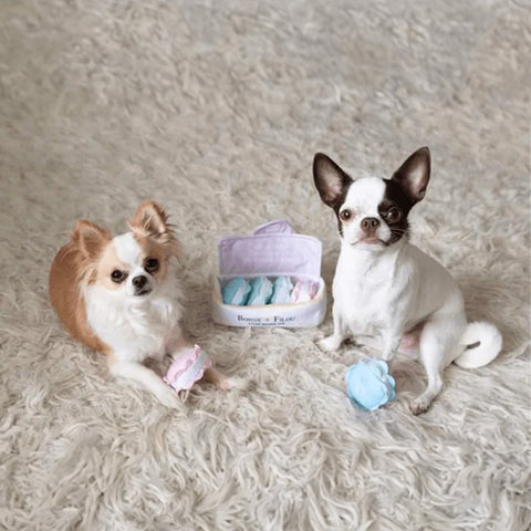 dogs with plush macaron toys