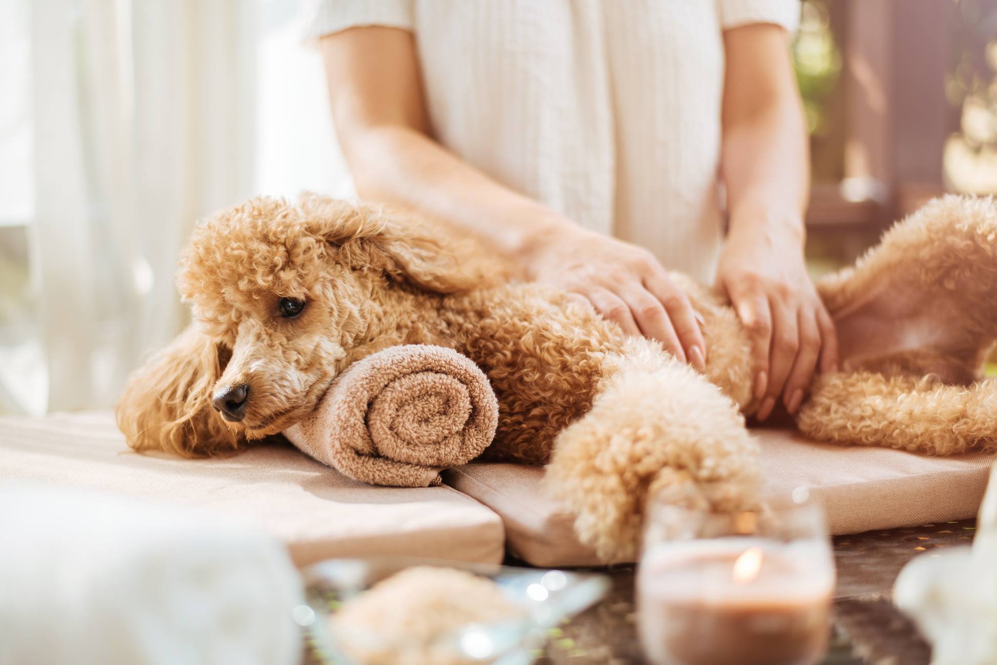 puppy spa