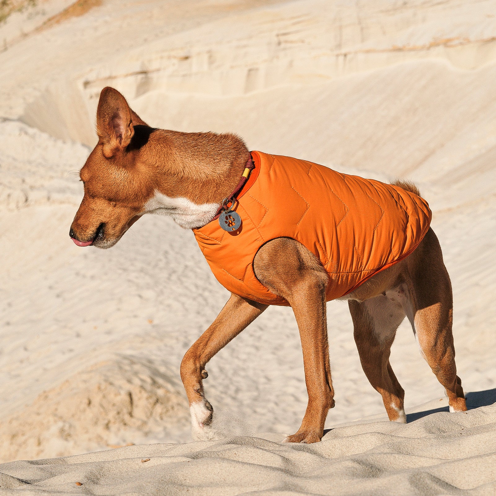 Sustainable Eco-Friendly Dog Jacket / Vest - Made in Ukraine-image-12