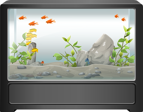 Common Fish Tank Mistakes & How To Avoid Them