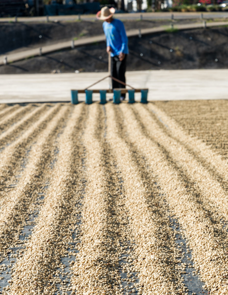 Farmer sun drying coffee beans 