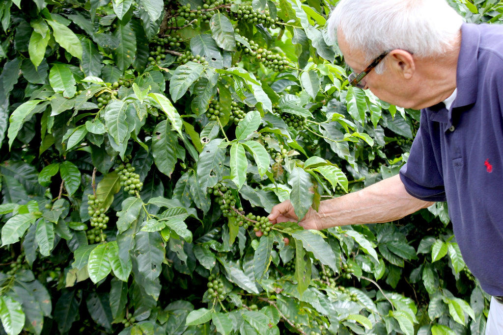 Kirk's dad, Vic, in the coffee farm fields checking green coffee cherries.