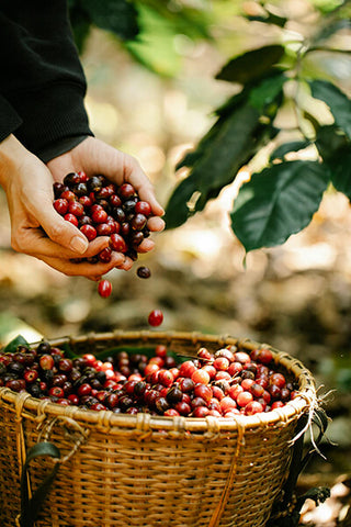 Organic coffee crop