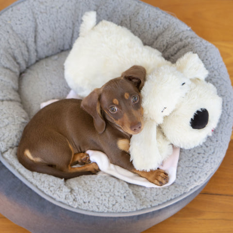Brown, Miniature dachshund laying in a dog bed