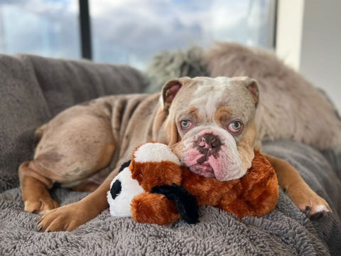 English Bulldog laying calmly on a couch with a soft toy, Snuggle Puppy