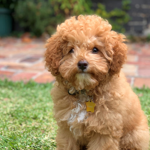 Cavoodle sitting on grass in the backyard
