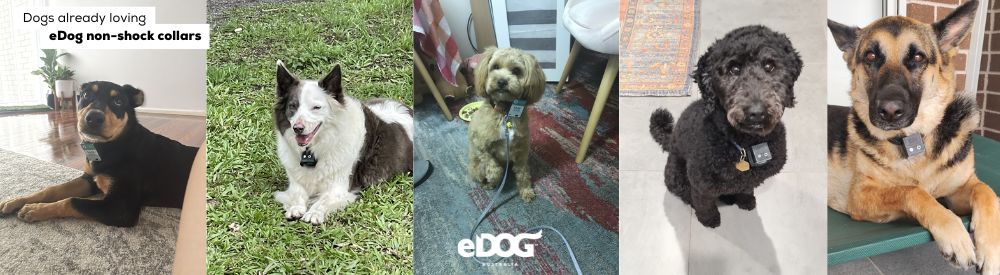 Dogs already loving eDog non-shock collars