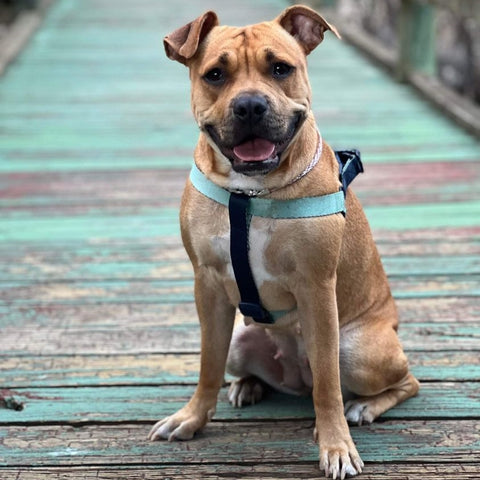 Staffy smiling, sitting on a walkway bridge