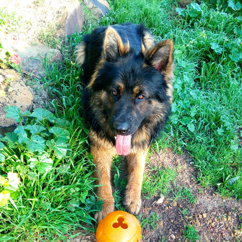 German Shepherd laying on grass in the backyard with a ball
