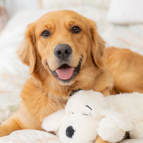 Golden retriever laying on a bed, smiling